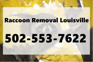 Louisville Raccoon Removal