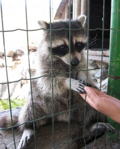 Raccoon Removal and Control 502-553-7622