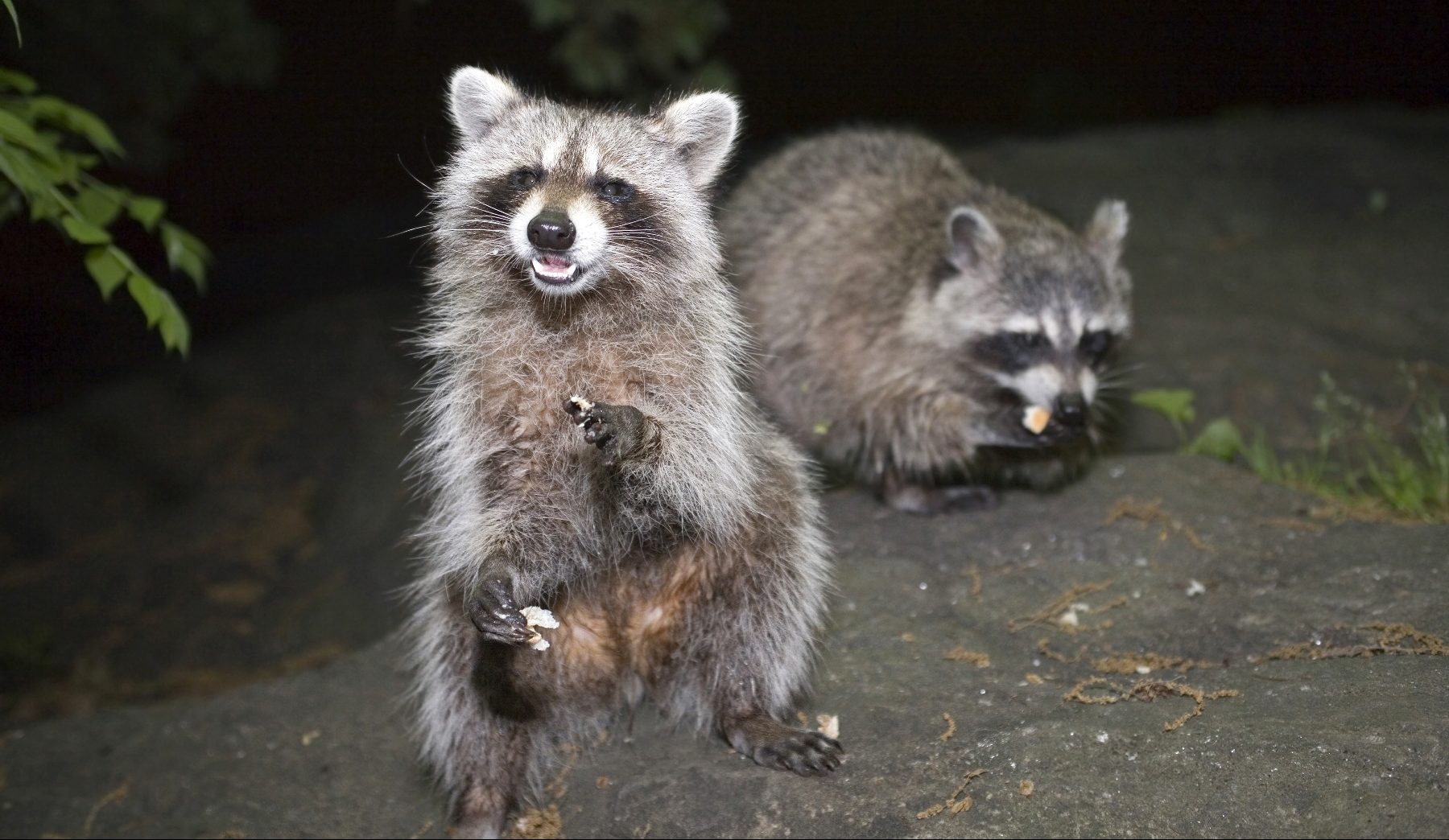 Are Raccoons Afraid of Anything? Raccoon Removal Louisville