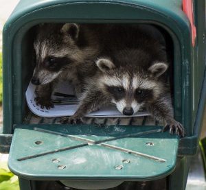 Raccoon Removal and Control 502-553-7622
