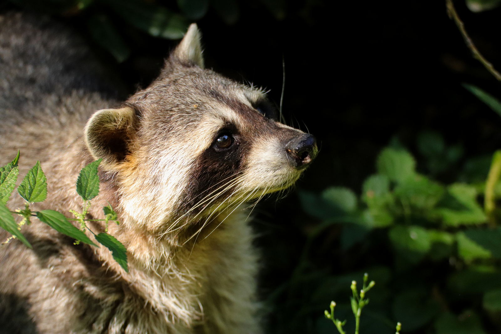 How Do Raccoons Get Inside Homes? Raccoon Removal Louisville