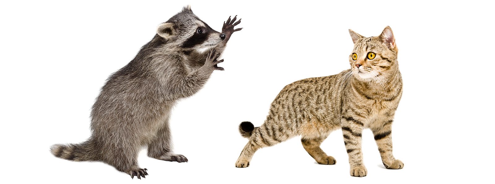 Will Raccoons Hurt My Cat? Raccoon Removal Louisville
