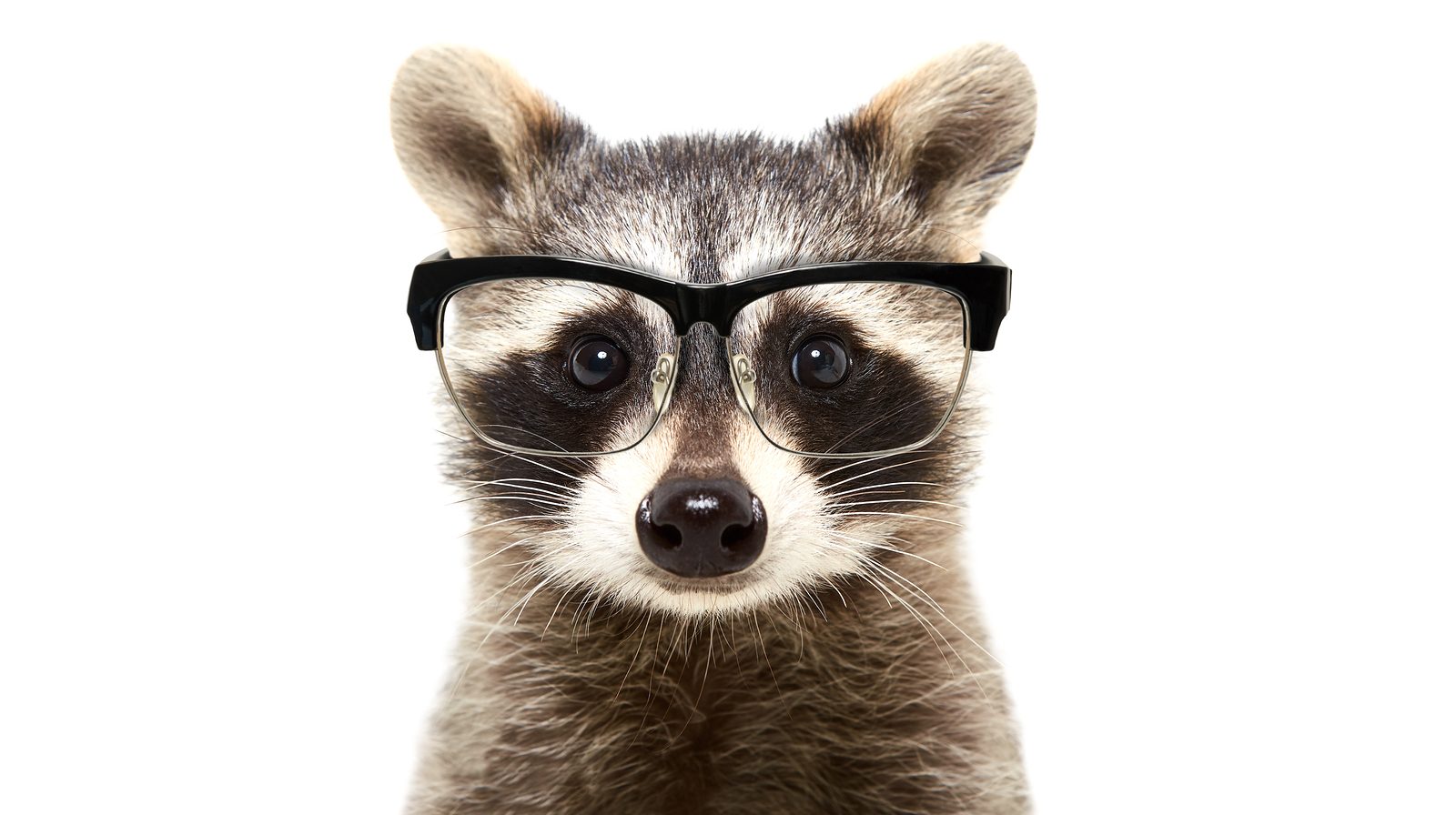How Smart is a Raccoon? | Raccoon Removal Louisville
