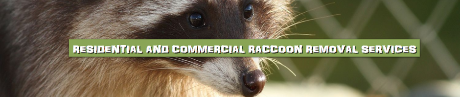 Emergency Raccoon Removal and Control 502-553-7622