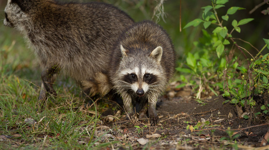 Louisville Raccoon Removal and Control