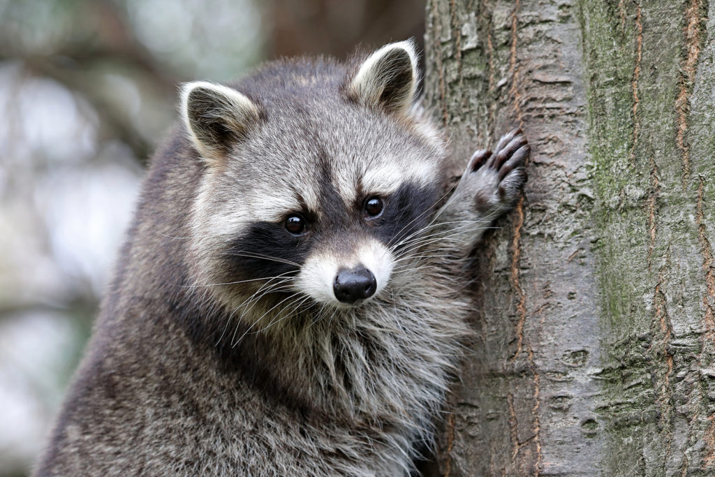 Louisville Raccoon Removal and Control 502-553-7622