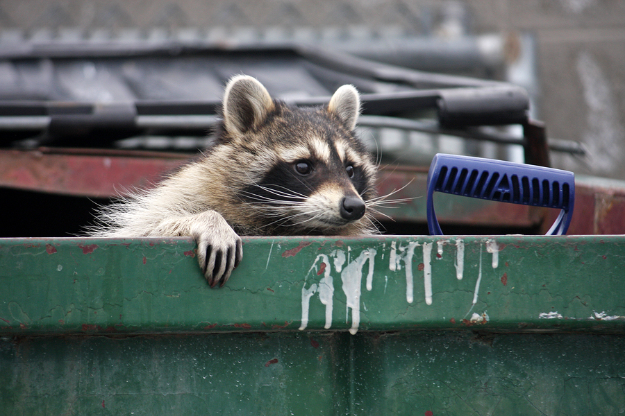 Louisville Raccoon Removal and Control 