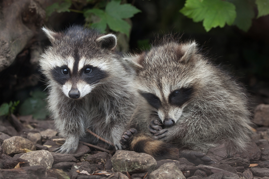 Louisville Raccoon Removal and Control 502-553-7622