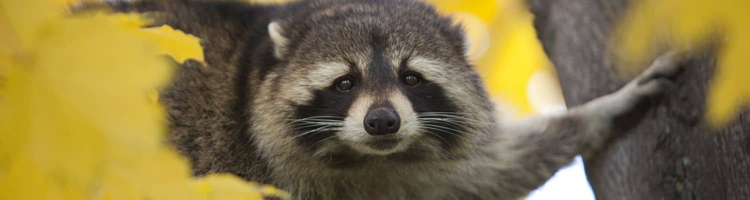 Raccoon Removal Louisville