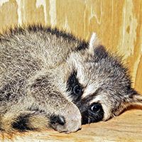 Raccoon Removal Louisville KY