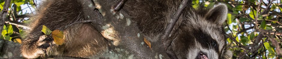 Emergency Raccoon Removal and Control 502-553-7622