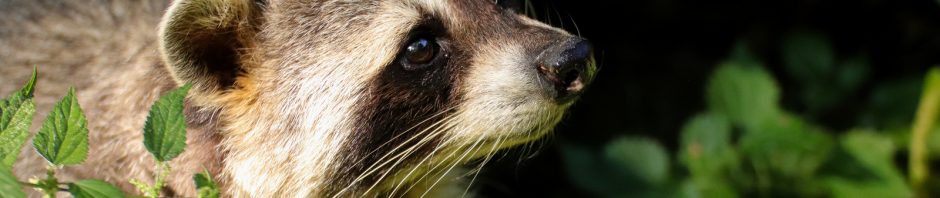 Louisville Raccoon Removal and Control 502-553-7622