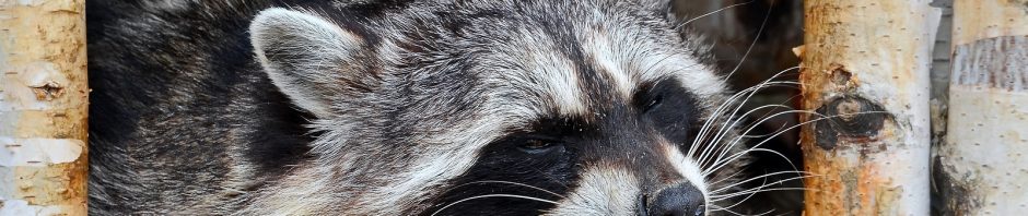 Louisville Raccoon Removal and Control 502-553-7622