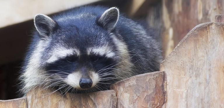 Why You Need an Annual Raccoon Control Inspection Right Now | Raccoon