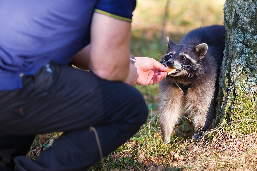 Do Not Feed Raccoons in Louisville Kentucky